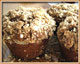 Gingerbread Muffins